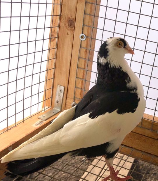 femelă  2019 - Plecați ALBUM 3