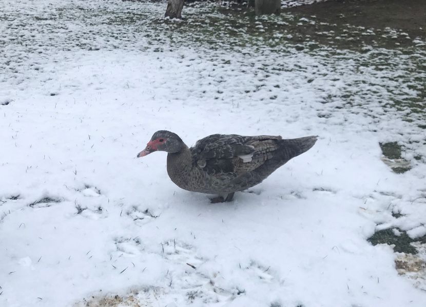  - b - Rate lesesti 2020