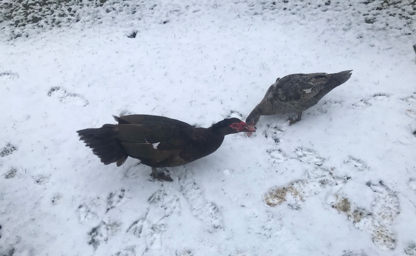  - b - Rate lesesti 2020