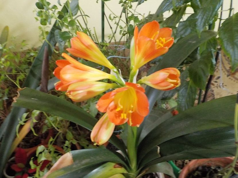  - clivia