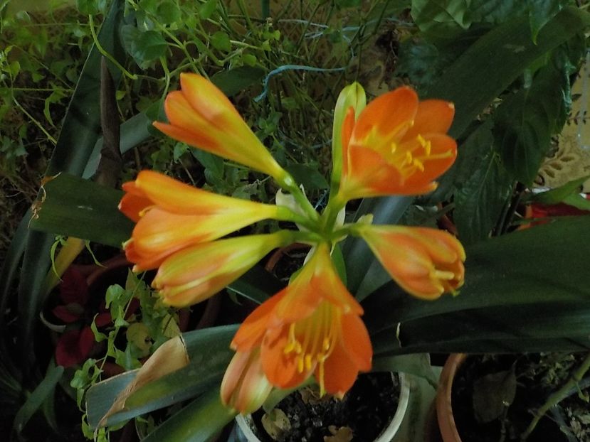  - clivia