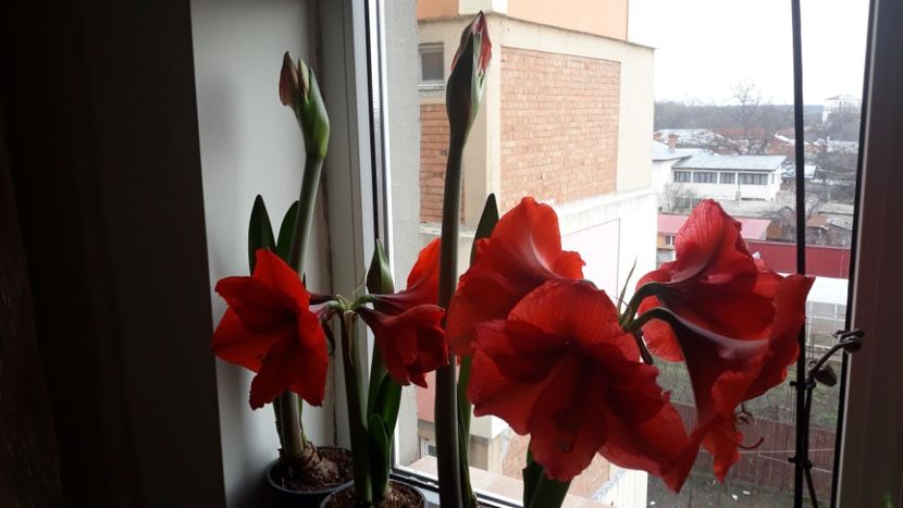  - AMARYLLIS
