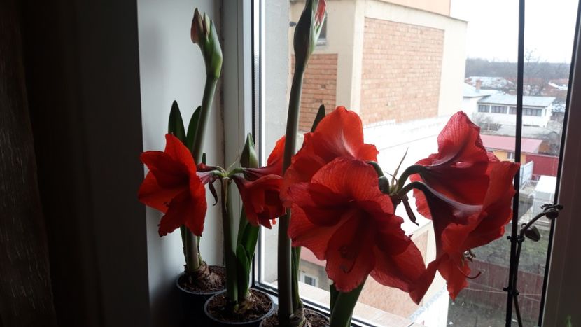  - AMARYLLIS