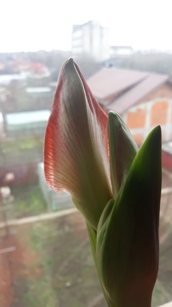  - AMARYLLIS