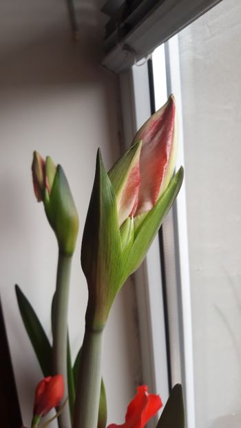  - AMARYLLIS