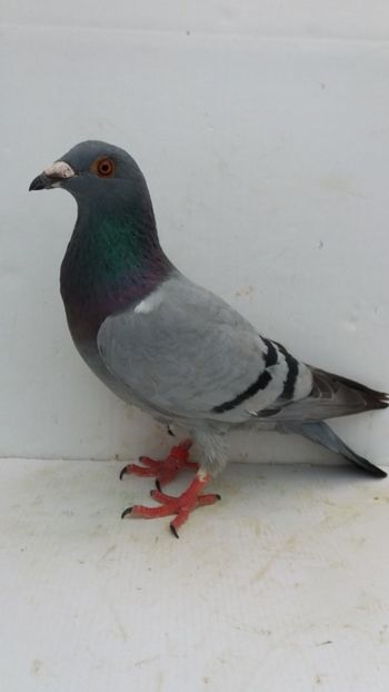 F 2019 vanduta - De! voiajori vanduti