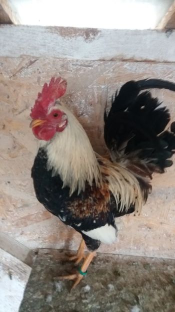 vandut - De vanzare gainuse mi de flori