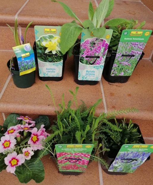 Hornbach Militari - a Comenzi plante copaci 2020