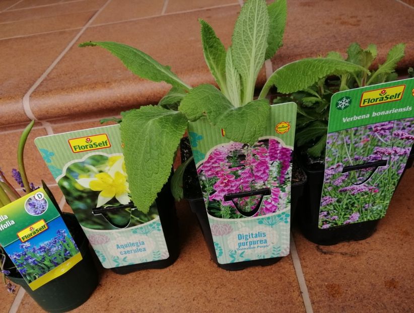 22 feb - a Comenzi plante copaci 2020