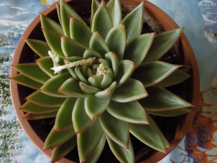  - echeveria agavoides