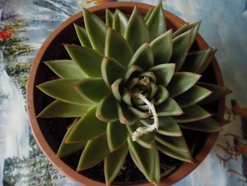  - echeveria agavoides