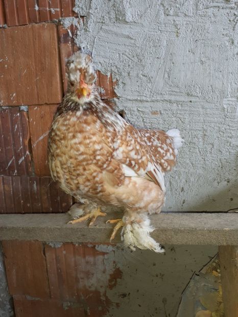  - Gaini pitice pentru 2020