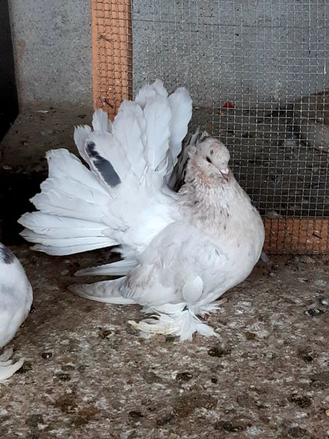  - Voltati indieni matca 2020