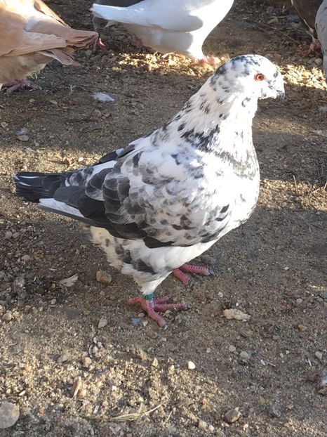 M2019 - Porumbei vanduti 2017-2025