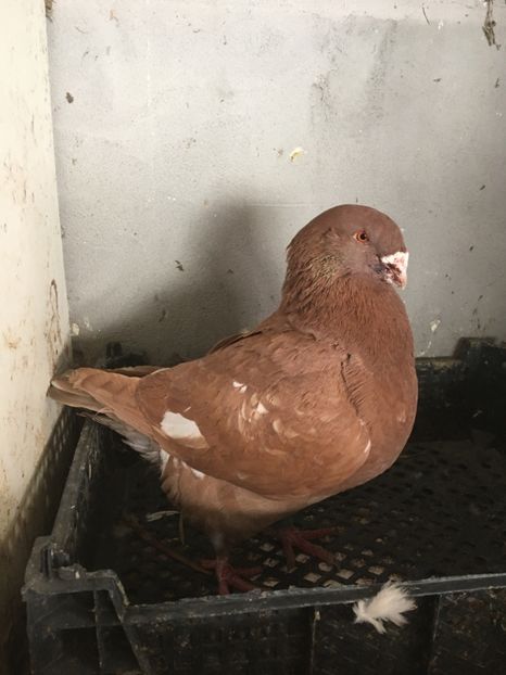 M2019 - Porumbei vanduti 2017-2025