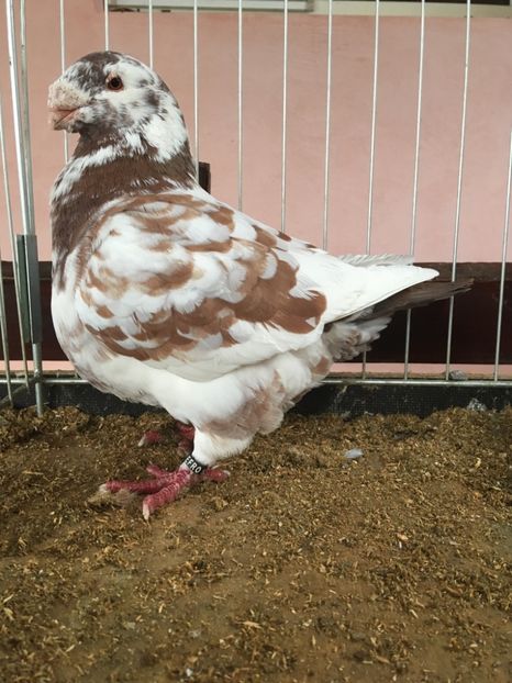 M2016 - Porumbei vanduti 2017-2025