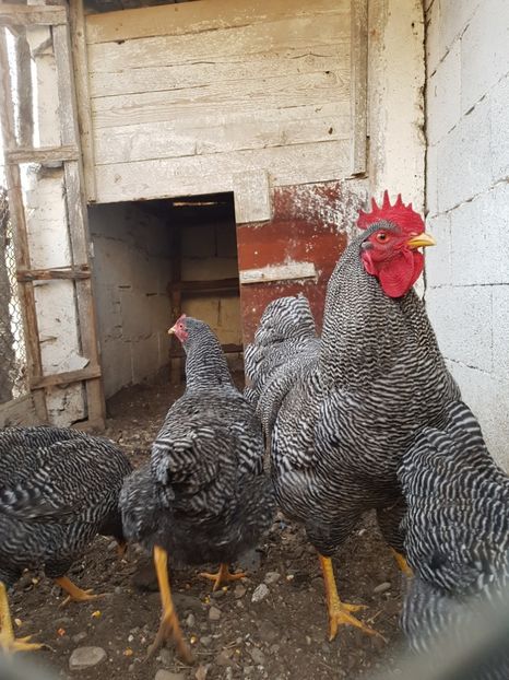  - Playmouth rock barat