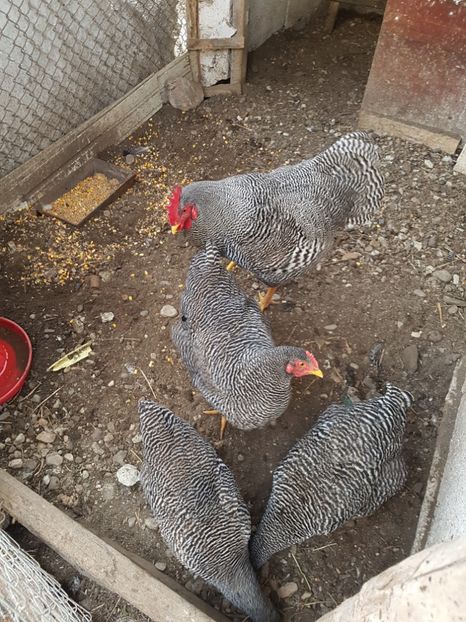  - Playmouth rock barat