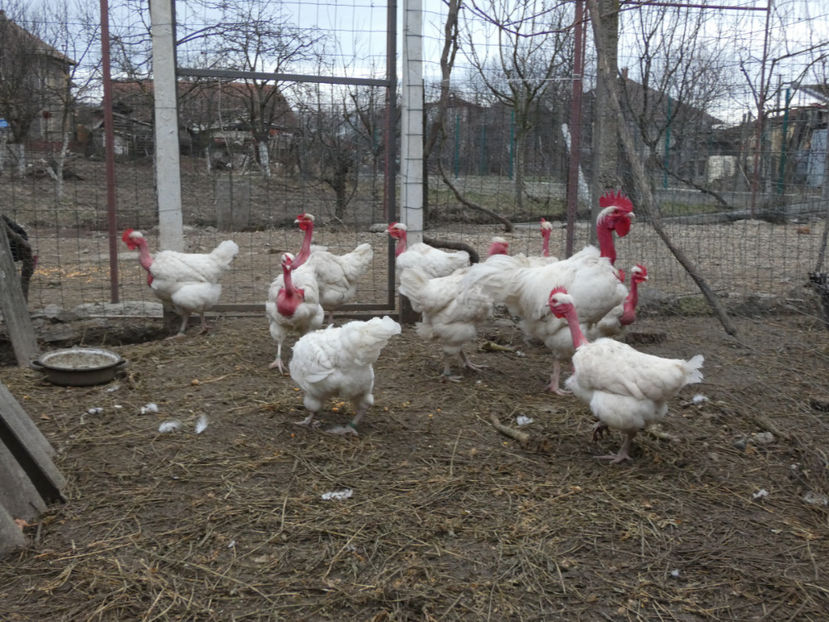 P1050471 - Matca 2020