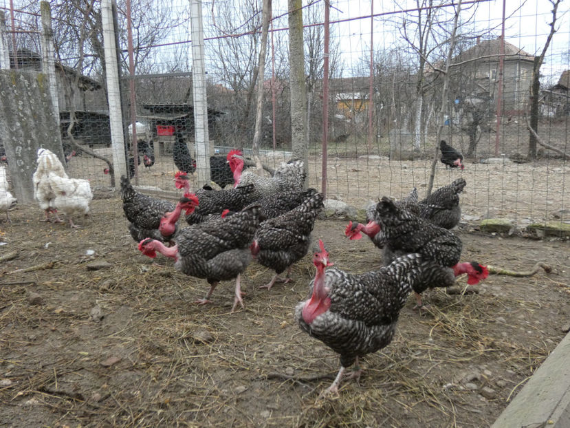 P1050467 - Matca 2020