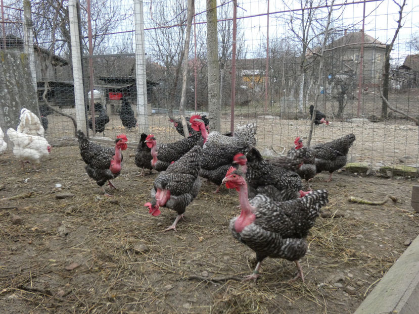 P1050466 - Matca 2020