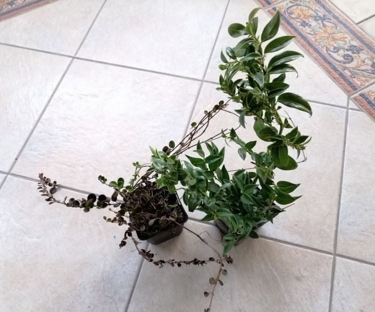 21 Feb.plantele de la dianadia :) - a Comenzi plante copaci 2020