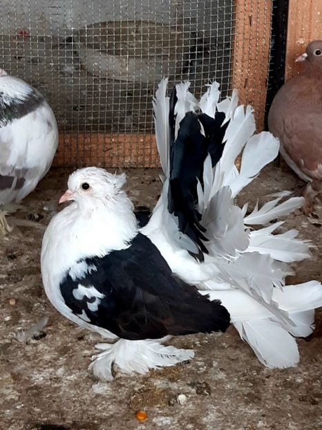  - Voltati indieni matca 2020