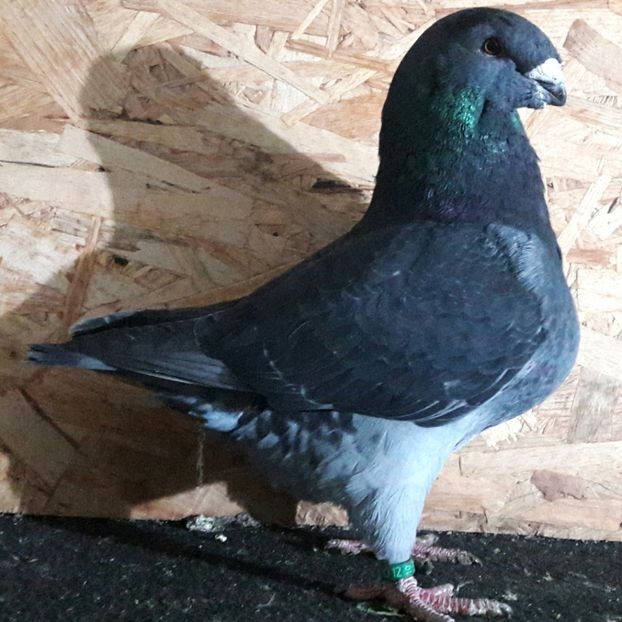  - 3---AGH DAȚI 2019 - 2025