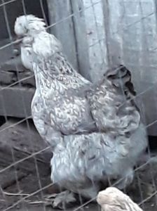  - Gaini motate barboase