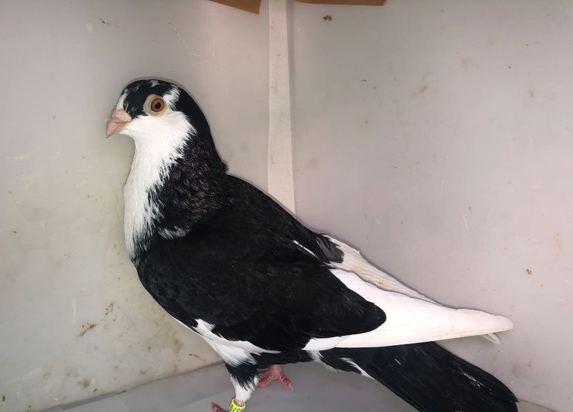 8579  mascul  2017 - Plecați ALBUM 3