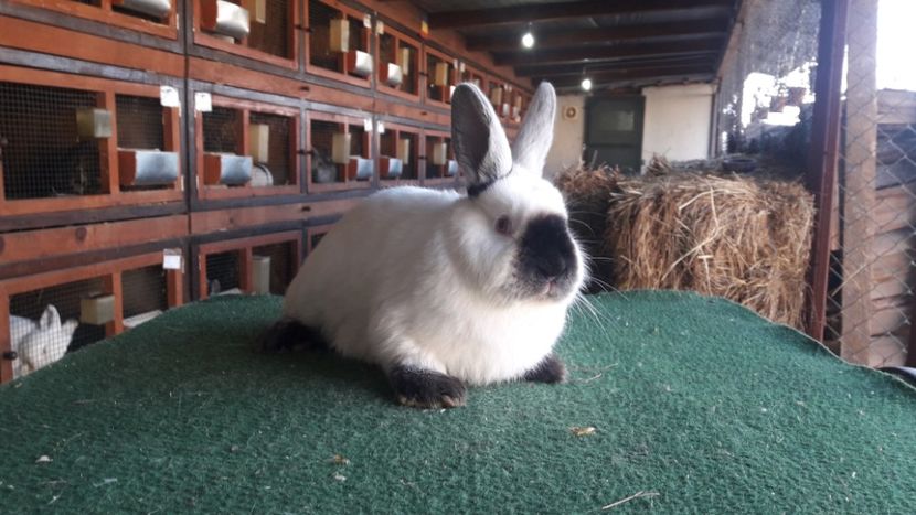  - A-IEPURI TINERET CALIFORNIAN B