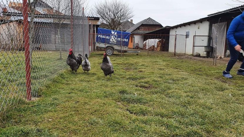 23 . 02 . 2020 - G AUSTRALORP ALBASTRU