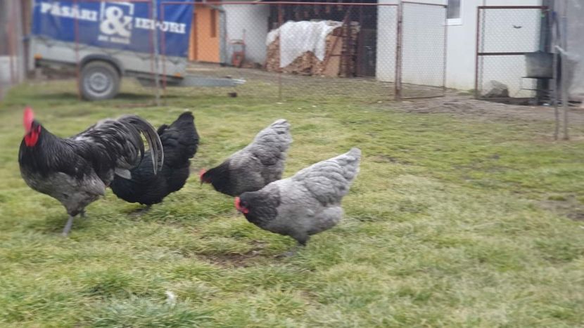  - G AUSTRALORP ALBASTRU