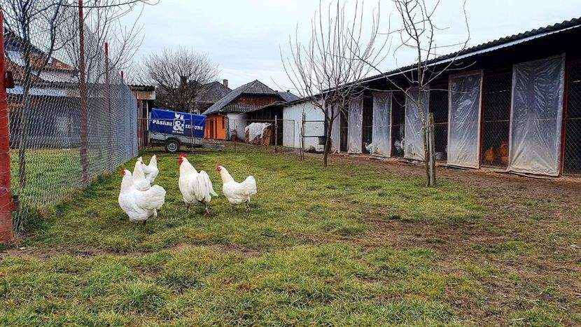 23 .02 .2020 . - G AUSTRALORP ALB