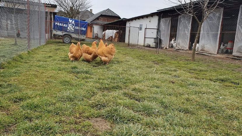 23 .02 . 2020 . - G ORPINGTON GALBEN