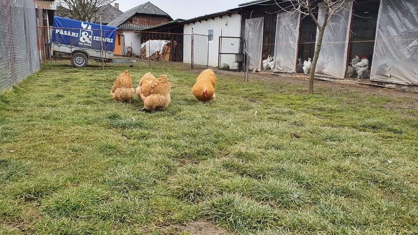  - G ORPINGTON GALBEN