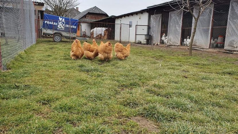  - G ORPINGTON GALBEN