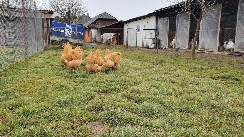  - G ORPINGTON GALBEN