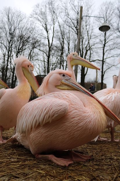  - Un fel de rai pe pământ!