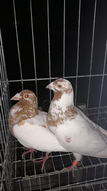  - Porumbei Meulemans