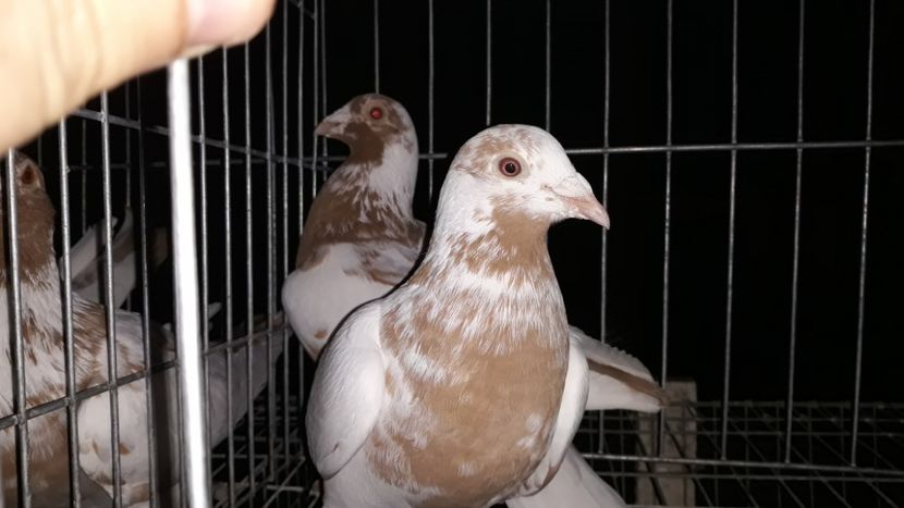  - Porumbei Meulemans