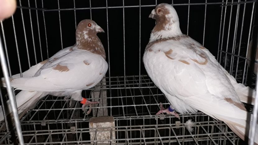  - Porumbei Meulemans