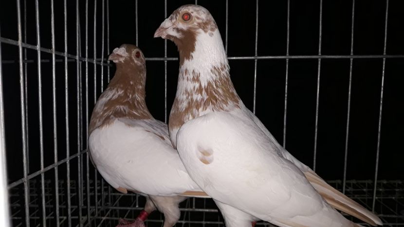  - Porumbei Meulemans