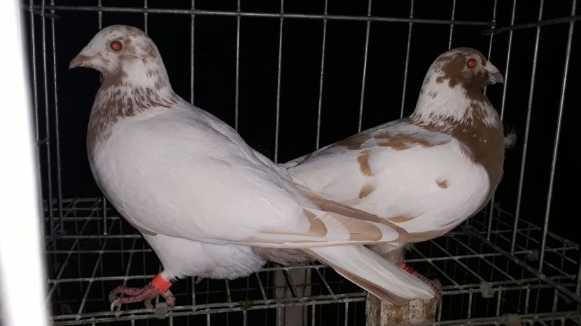  - Porumbei Meulemans