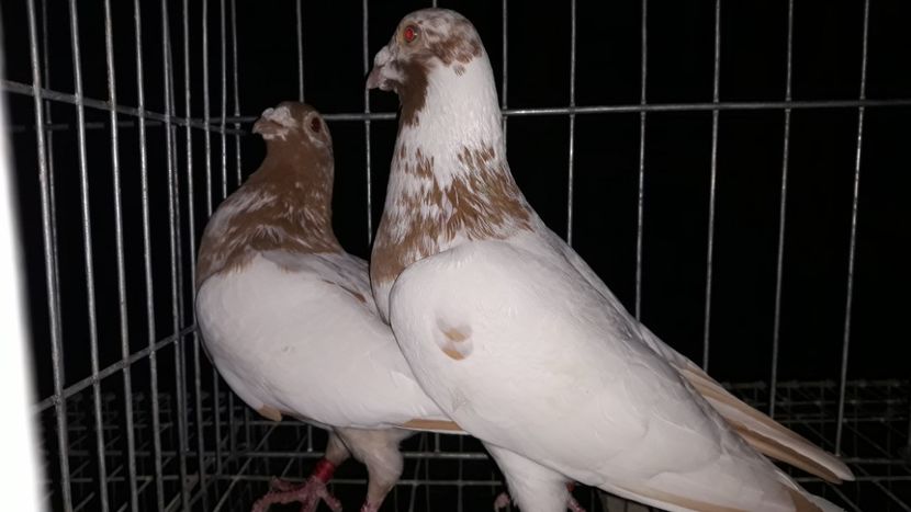  - Porumbei Meulemans