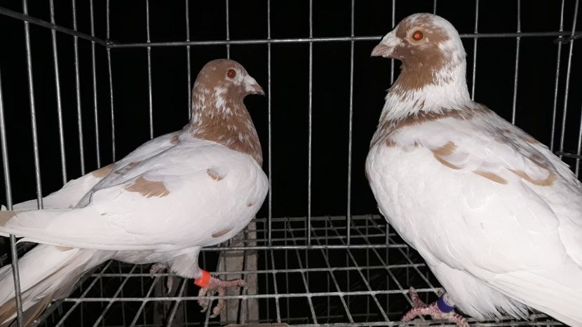  - Porumbei Meulemans