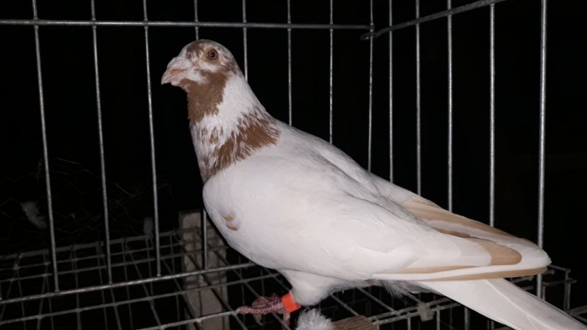  - Porumbei Meulemans