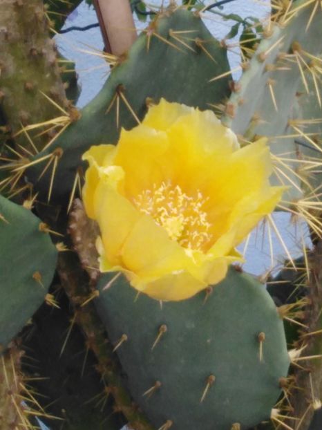  - suculente si cactusi