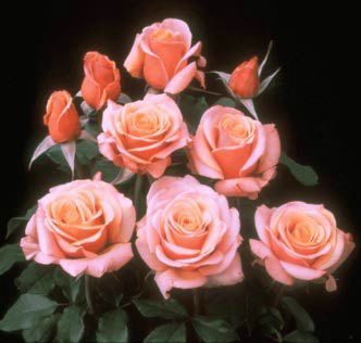 10250645_HLRQGMZEL - Poze cu trandafiri si alte flori