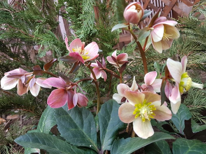 Merlin - 2020 Helleborus